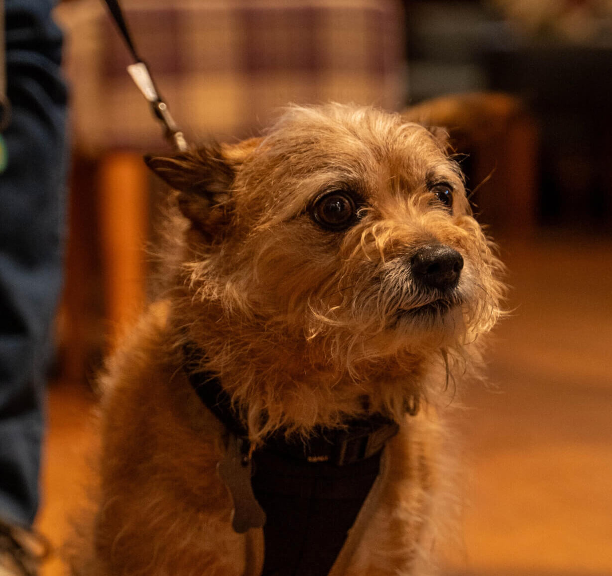 top rated pub ledbury feathers 3 scaled e1757588099104