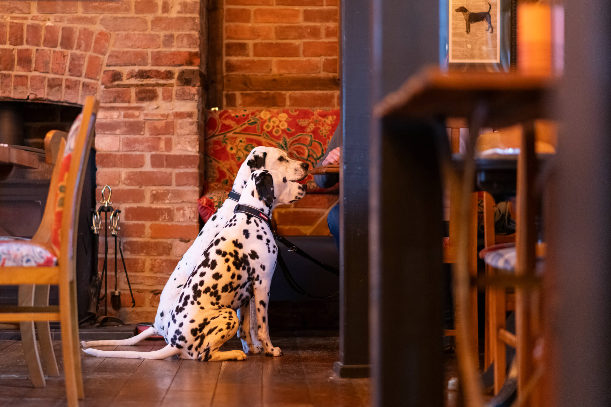 Feathers Ledbury Pets